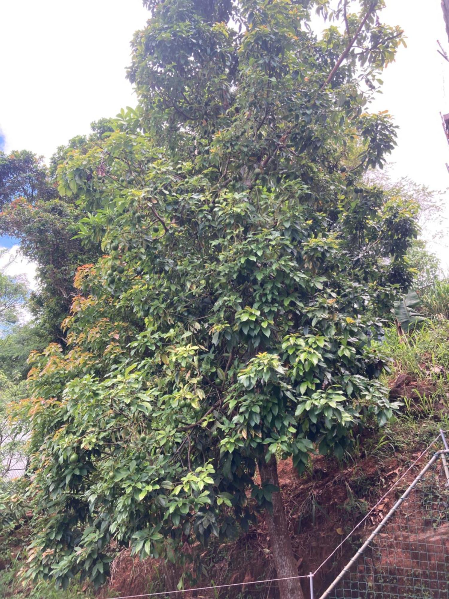Reverie Hill Bungalow, Kandy Kültér fotó